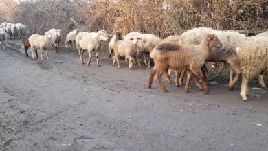 Şamahılı çiftçiler hayvan pazarındaki durgunluktan endişeli