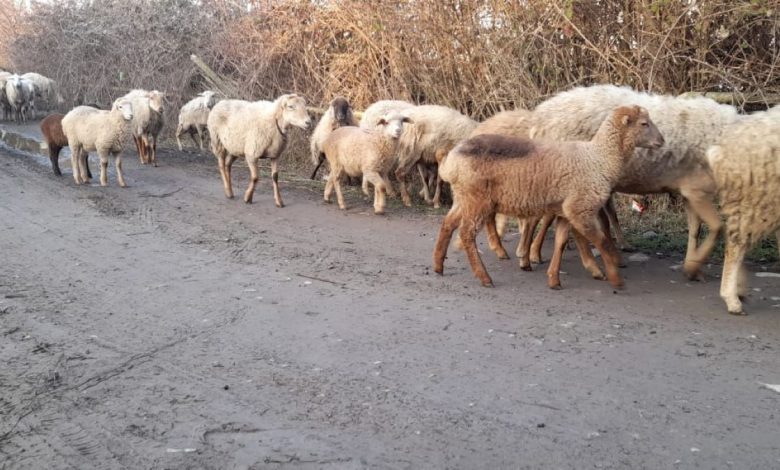 Şamahılı çiftçiler hayvan pazarındaki durgunluktan endişeli