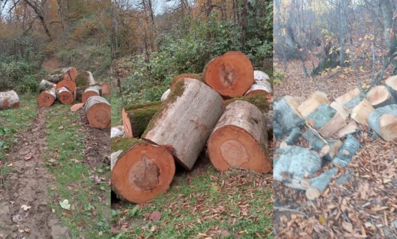 Ekofayal, toplu ağaç kesimiyle ilgili soruşturma yapılmasını istiyor