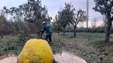 Göyçay ve Ağdaş'tan şikayet var: "Çiftçi pazarı öldü"