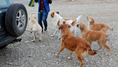 İnsanlara köpek saldırıları - Gürcü muhalefeti soruna çözüm istiyor