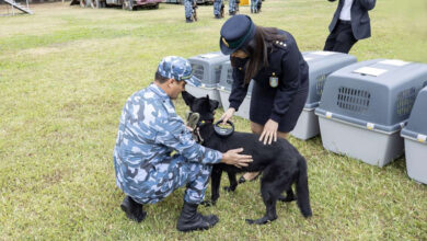 Gümrük Komitesi'nin "huysuz" köpekleri; geçen yıl 23 ton, bu yıl 24 ton...