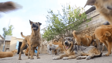 Köpeklerin saldırısına uğrayan çocuğun durumunun ağır olduğu belirtildi