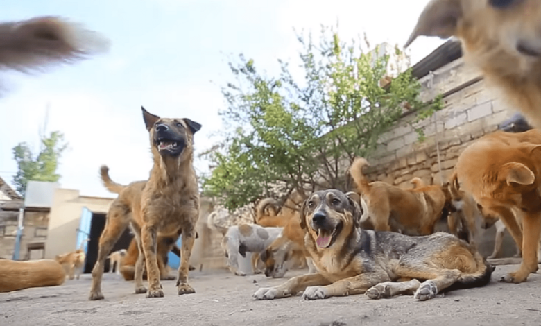 Köpeklerin saldırısına uğrayan çocuğun durumunun ağır olduğu belirtildi