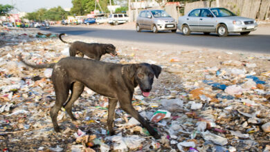 Zagatala'daki başıboş köpekler, hayvanseverler ile bölge sakinleri arasında tartışma yarattı