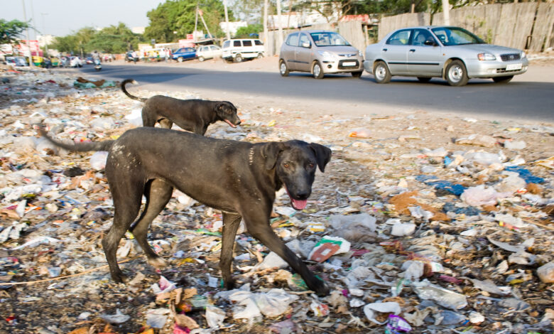 Zagatala'daki başıboş köpekler, hayvanseverler ile bölge sakinleri arasında tartışma yarattı