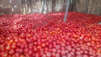 Tekel, ucuz fiyat ve alternatif pazarın olmayışı Göyçaylları hoşnutsuz kılıyor