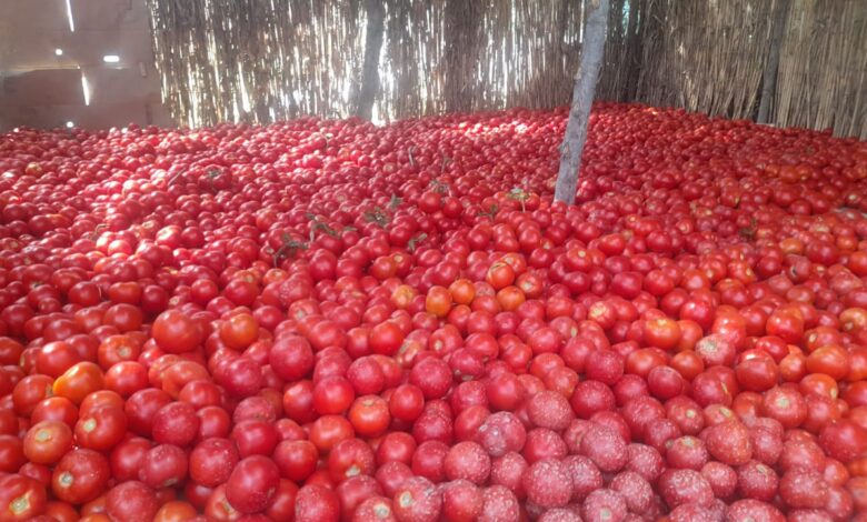 Tekel, ucuz fiyat ve alternatif pazarın olmayışı Göyçaylları hoşnutsuz kılıyor