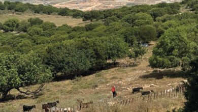 İsrail'in Rom Çiftliğinde glamping ve tarımsal lezzetler - İsrail Haberleri