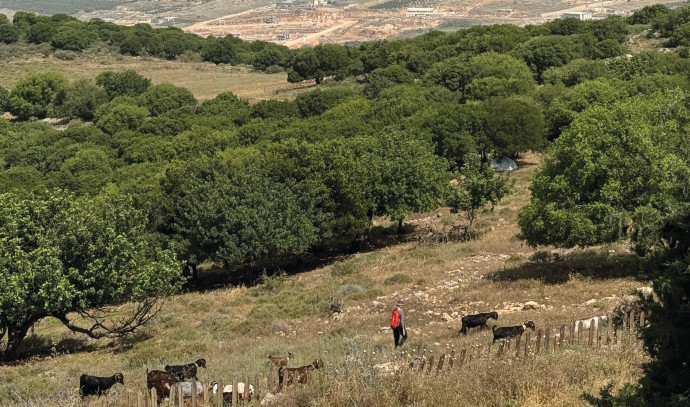 İsrail'in Rom Çiftliğinde glamping ve tarımsal lezzetler - İsrail Haberleri