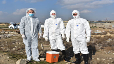 Ölkəmizdə xüsusi təhlükəli heyvan xəstəliklərinə qarşı profilaktik peyvəndləmə tədbirləri davam etdirilir (FOTO)