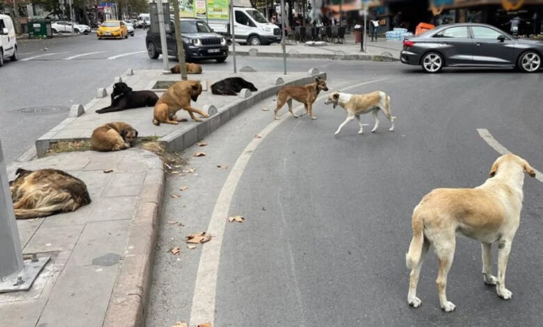 TBMM hayvanları koruma kanununda değişiklik yaptı