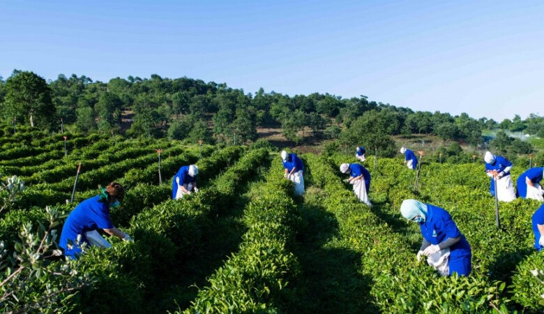 Cəmi 1 000 ton çay istehsalımız var - Yararlı sahələr artıq əkilmir