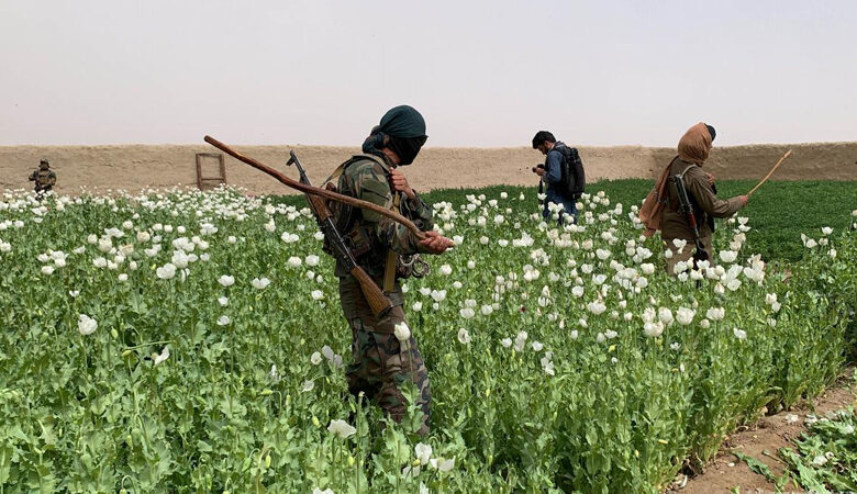 Taliban qadağan etdi, amma... - Əfqanıstanda xaşxaş əkini 19 faiz artıb